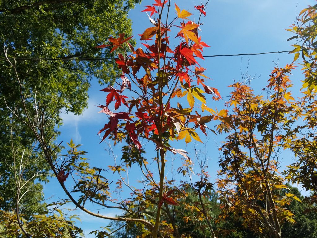 Galaxy S7 Active distant leaves vs. HTC 10