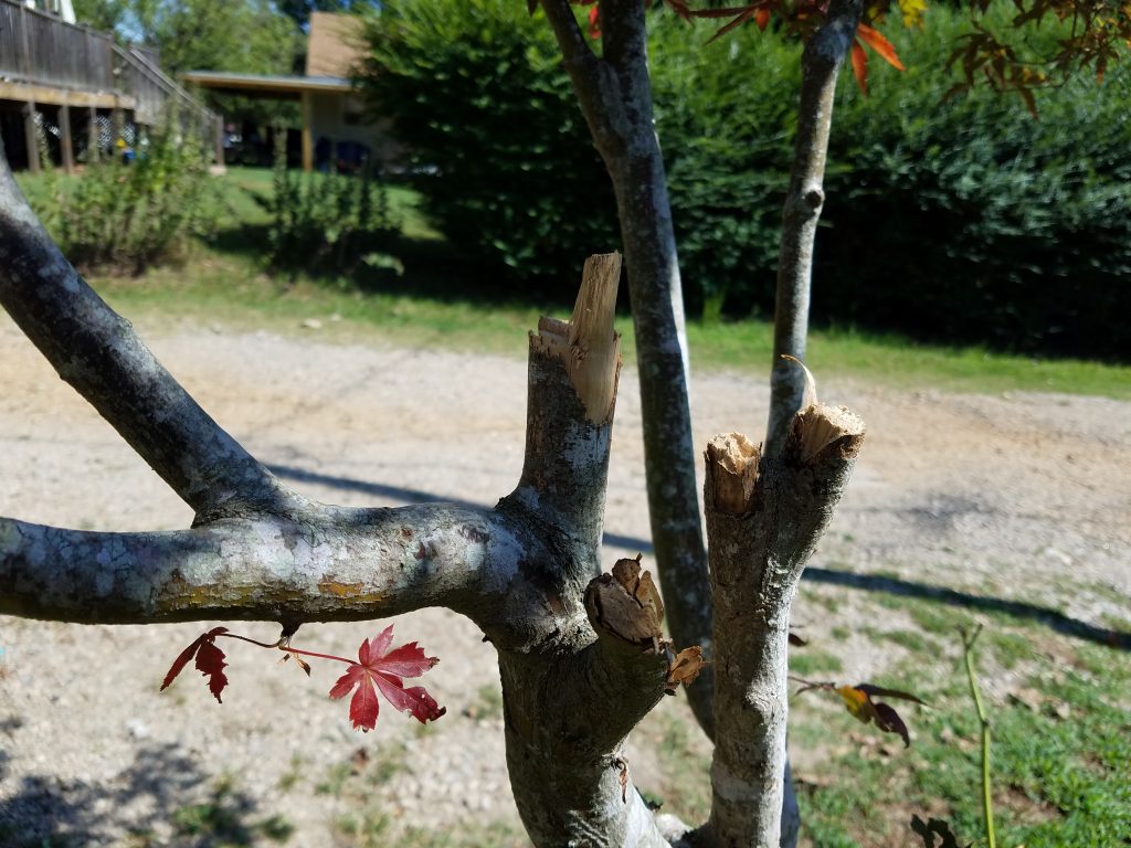 Galaxy S7 Active tree bark vs. HTC 10