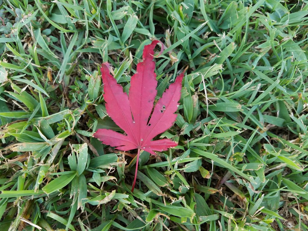 Galaxy S7 Active red leaf photo