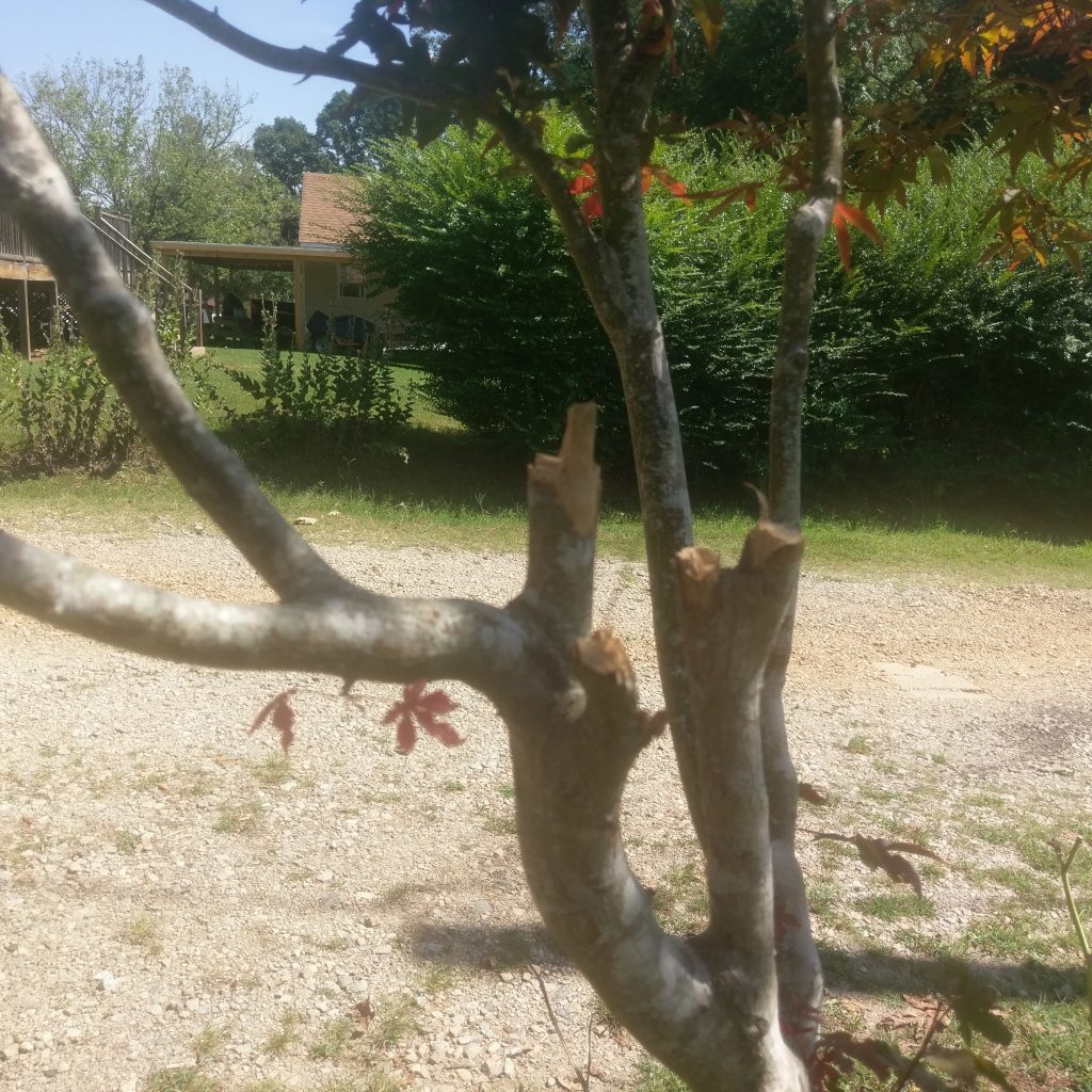 HTC 10 tree bark