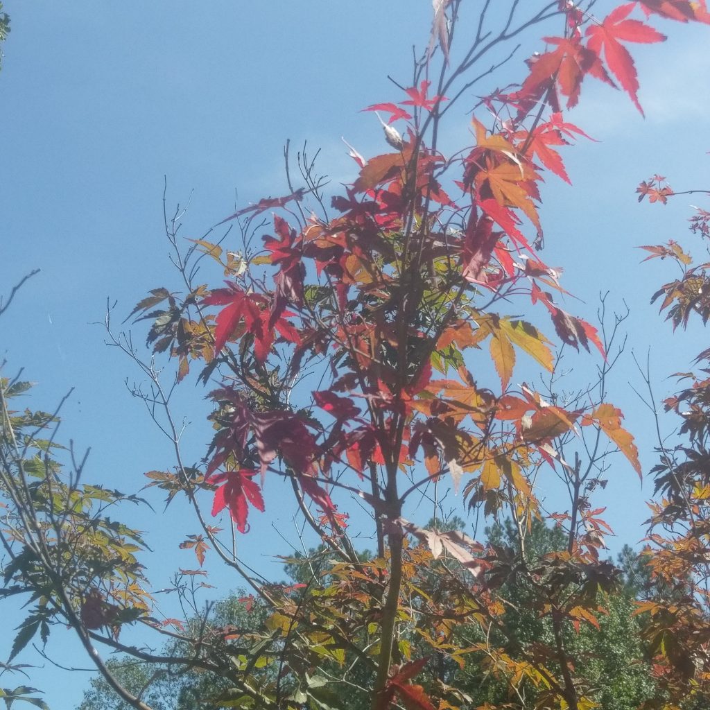HTC 10 distant leaves photo vs. S7 Active