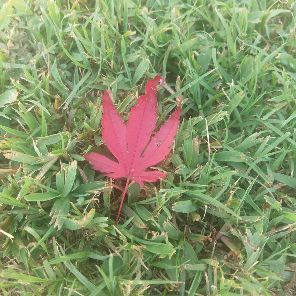HTC 10 red leaf photo