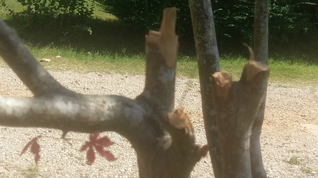 HTC 10 tree bark zoom