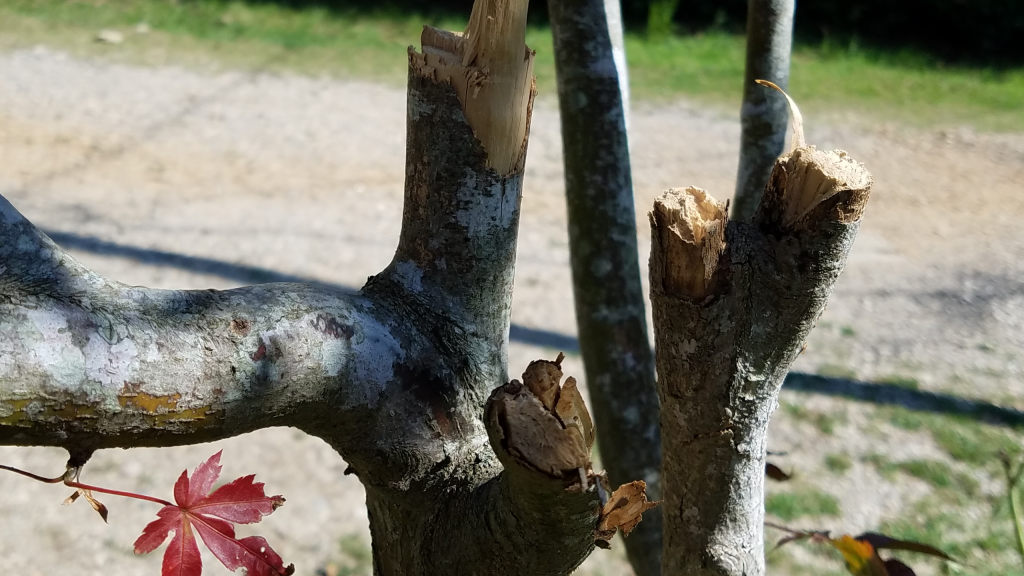 Galaxy S7 Active tree bark zoom vs. HTC 10