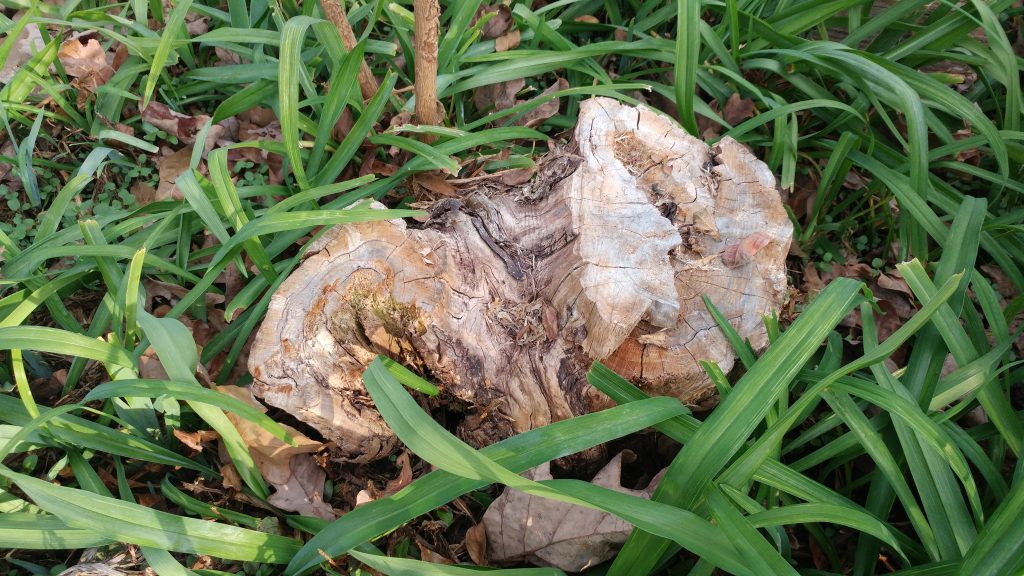 tree stump LG G5