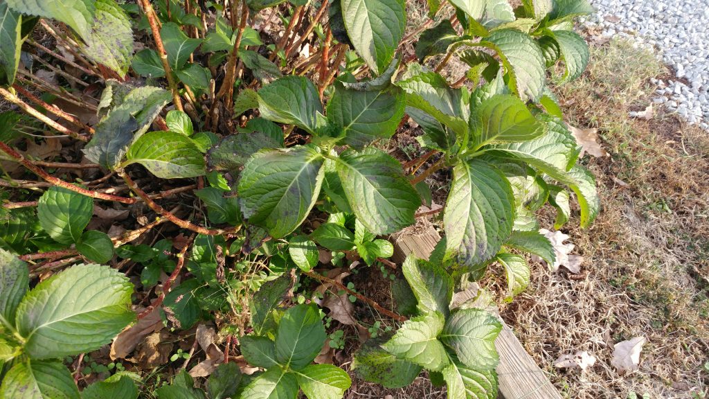S7 edge review LG G5 photo