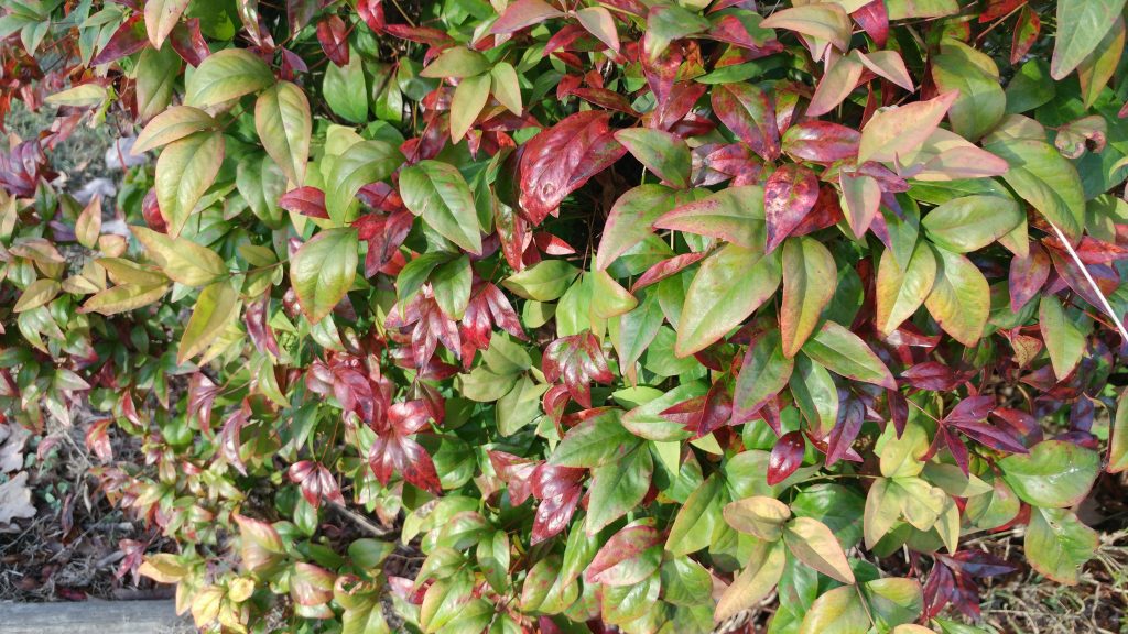 galaxy s7 edge review plant red tips lg g5