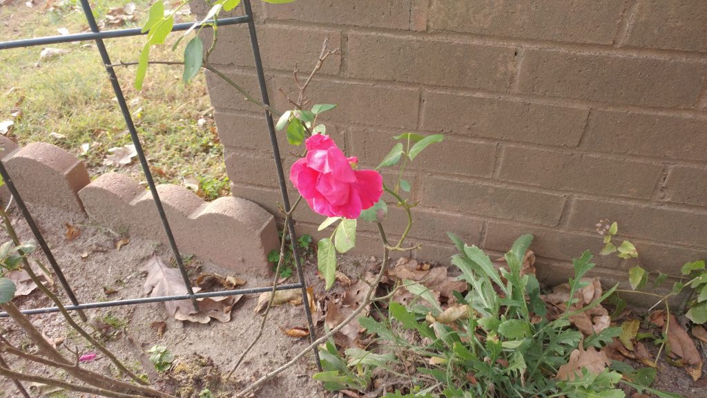 galaxy s7 edge review LG G5 pink rose brick wall 