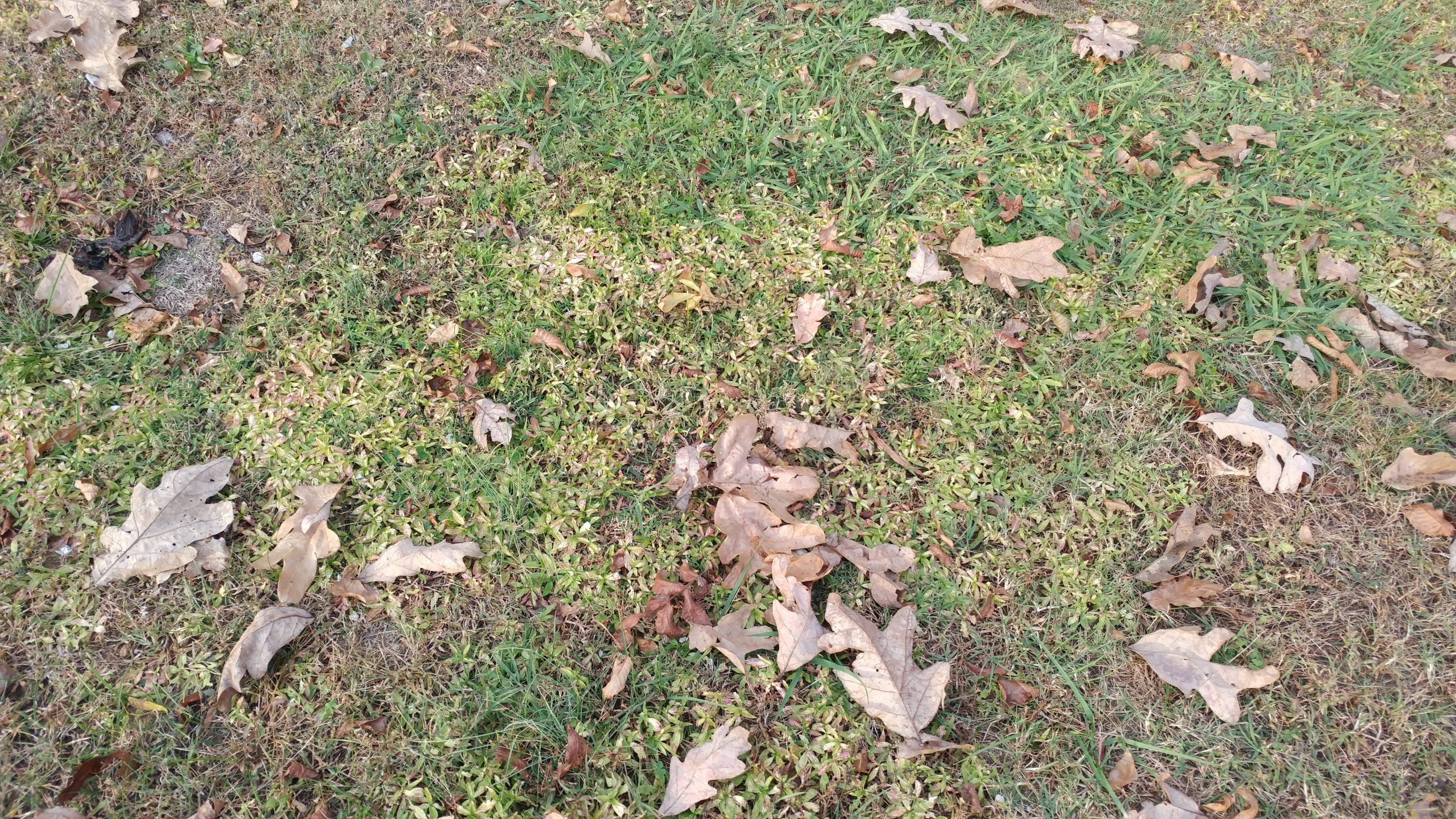 s7 edge review LG G5 green grass
