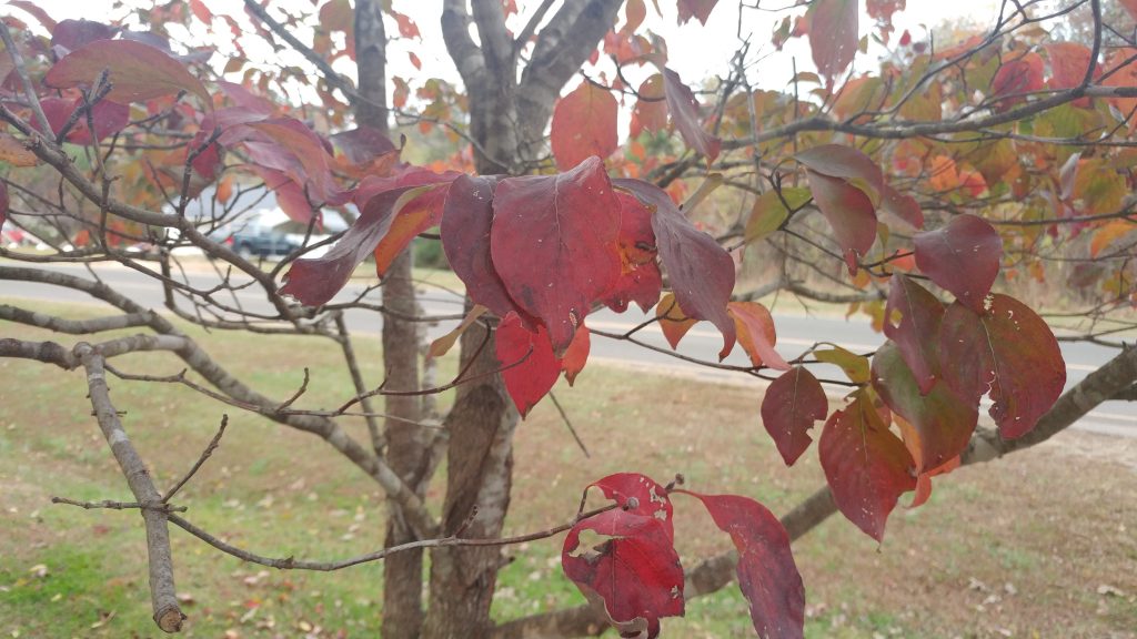 s7 edge review LG G5 fall tree leaves