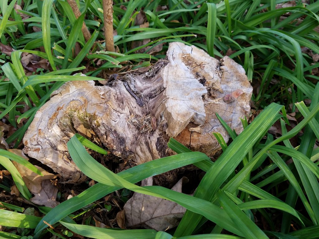 Galaxy S7 edge tree stump