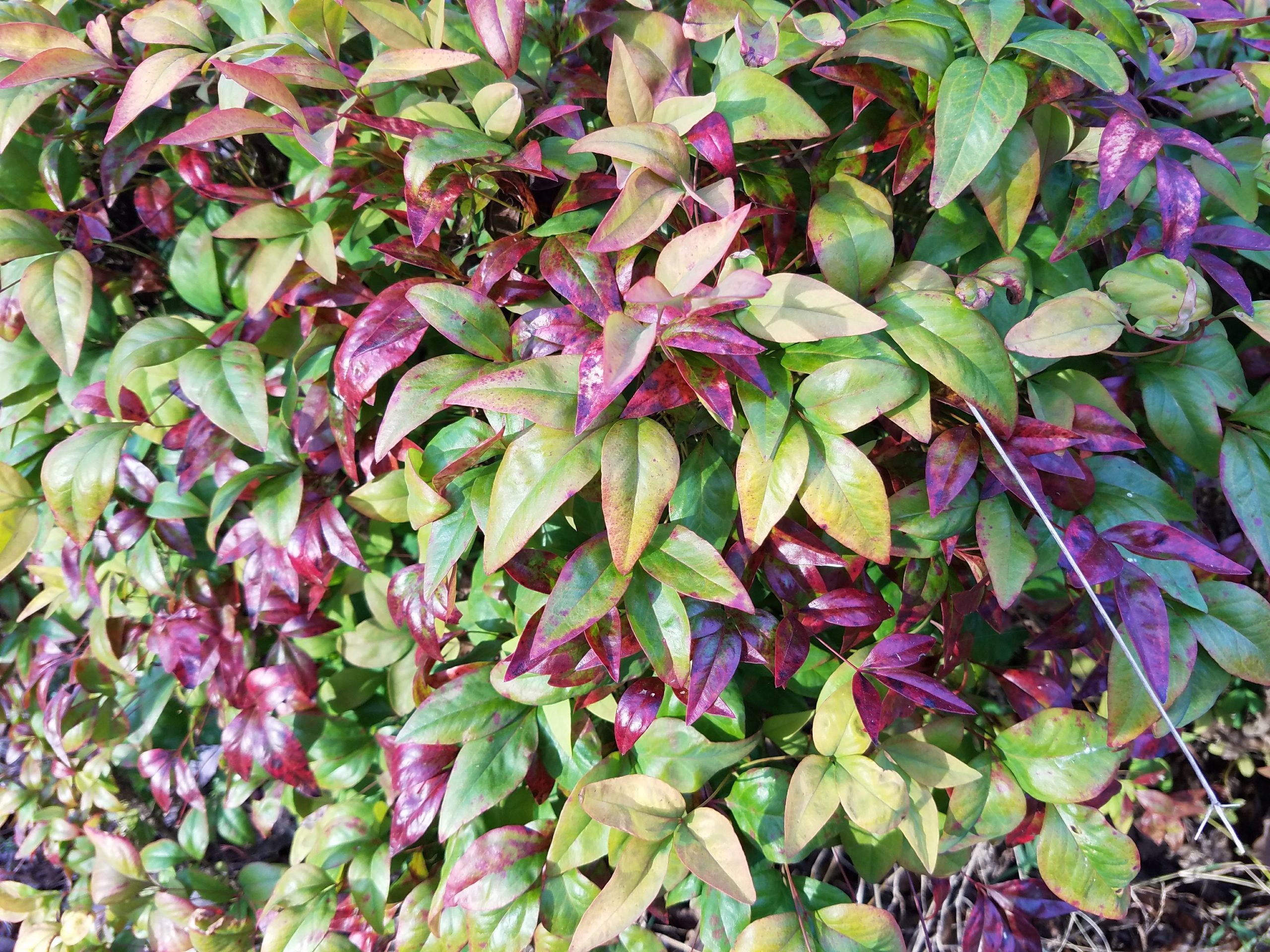 Galaxy S7 edge review plant red tips
