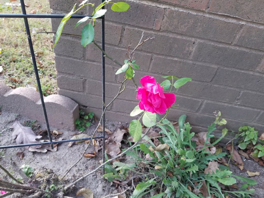 Galaxy S7 edge review S7 edge pink rose brick wall 