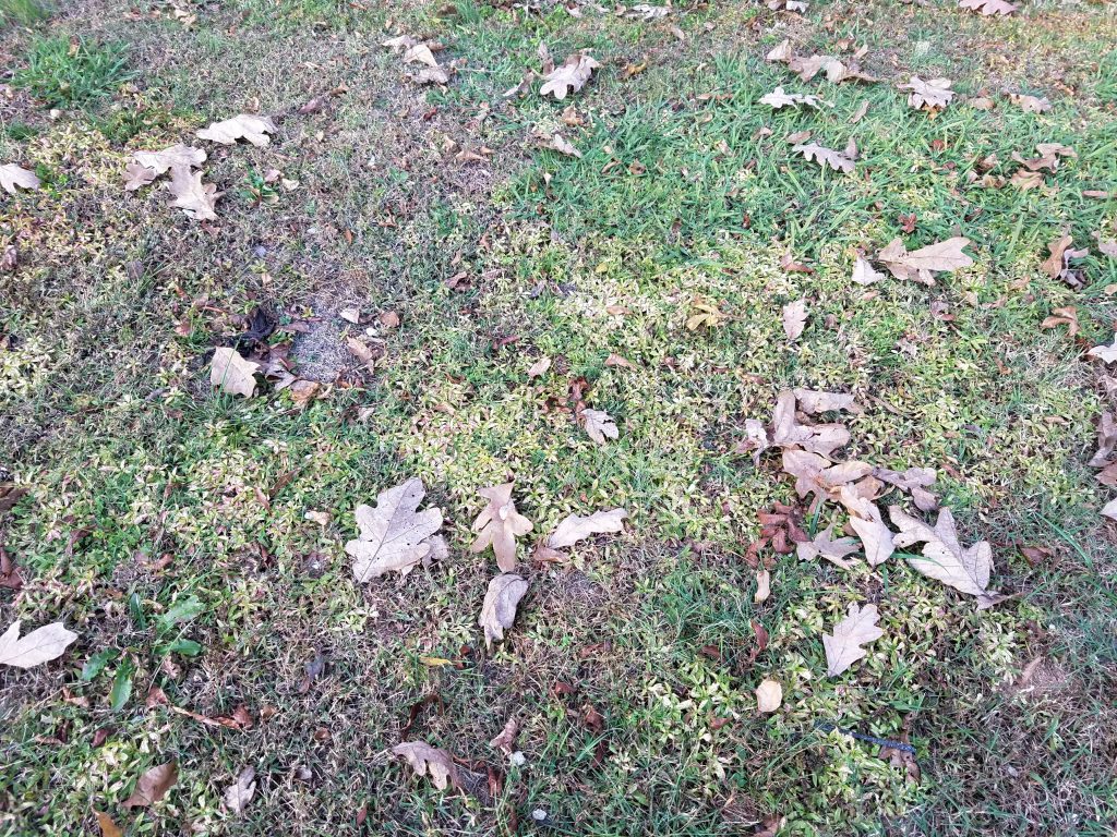 Galaxy S7 edge review S7 edge grass 