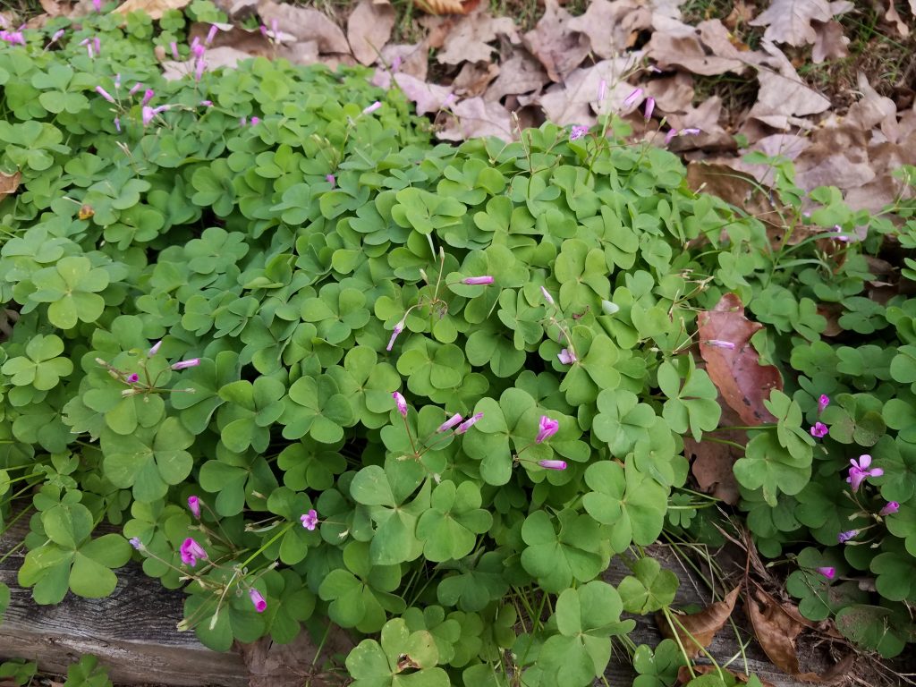 Galaxy S7 edge green clover