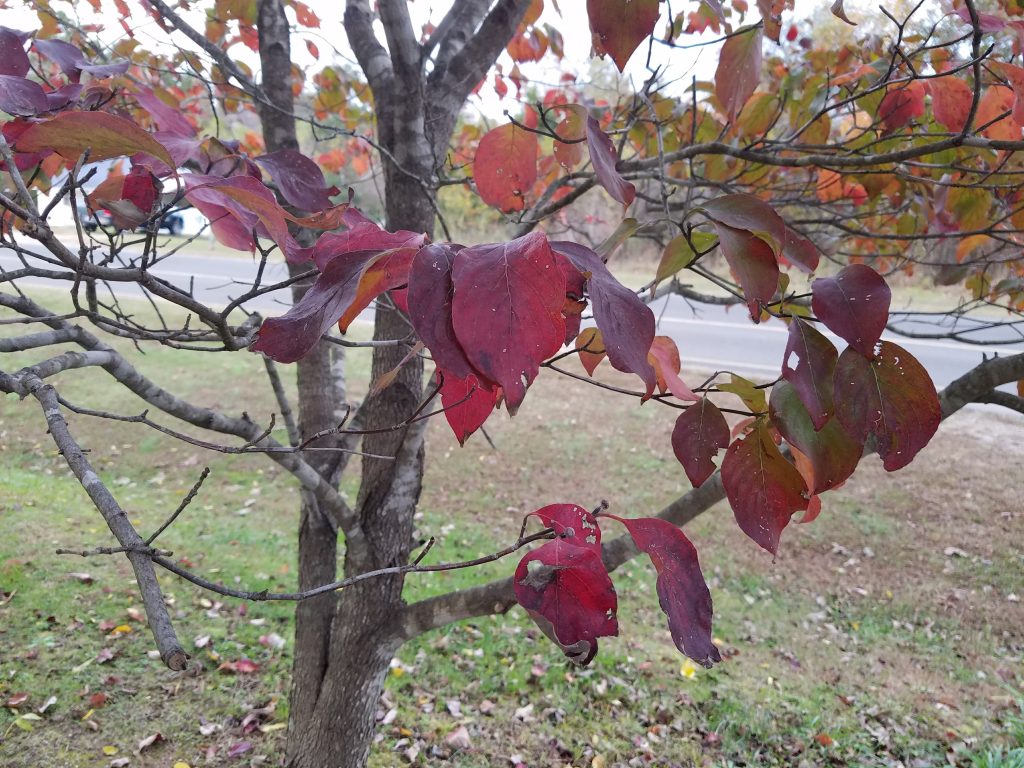 Galaxy S7 edge fall leaf tree