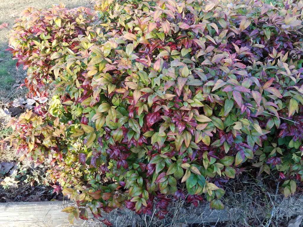 Galaxy S7 edge green red pink bush