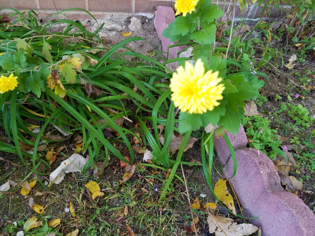 galaxy s7 edge yellow rose
