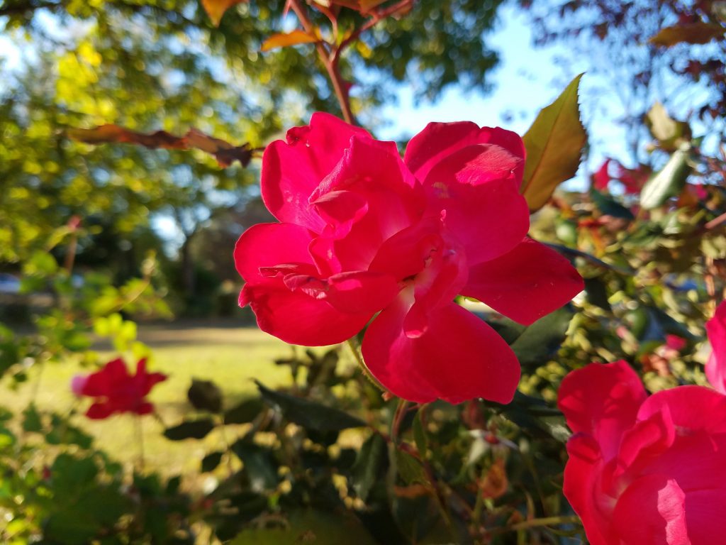 galaxy s7 edge pink rose
