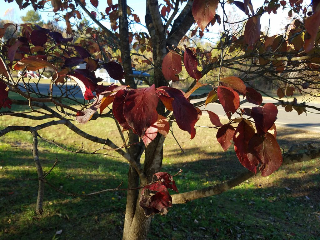 galaxy s7 edge fall leaf tree
