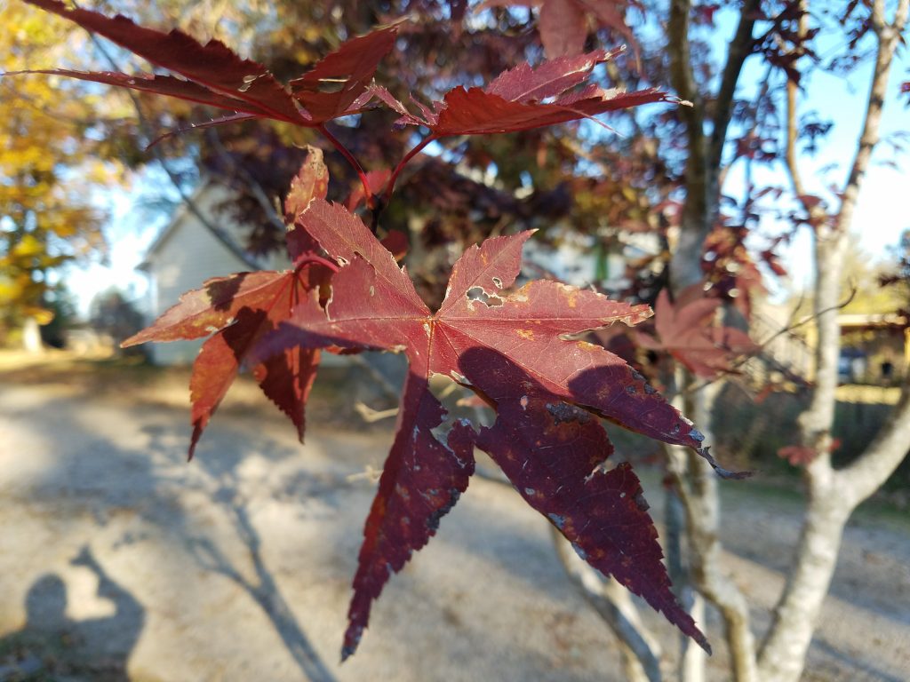 galaxy s7 edge maple leaf up close