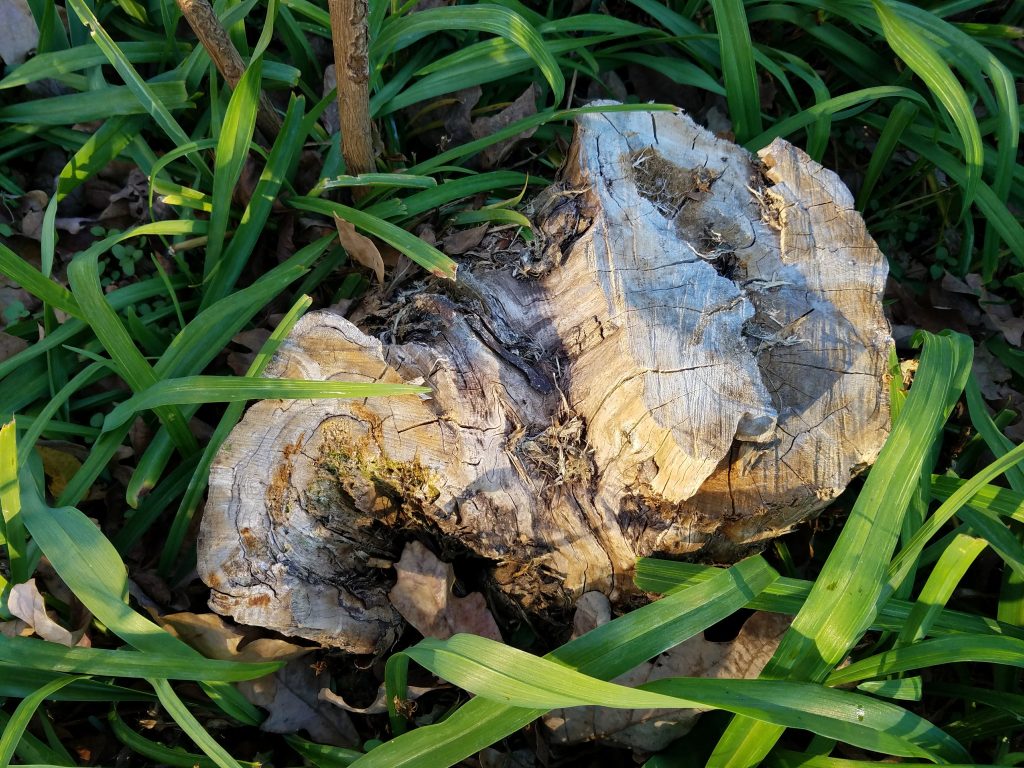 Galaxy S7 edge tree stump vs. Pixel XL