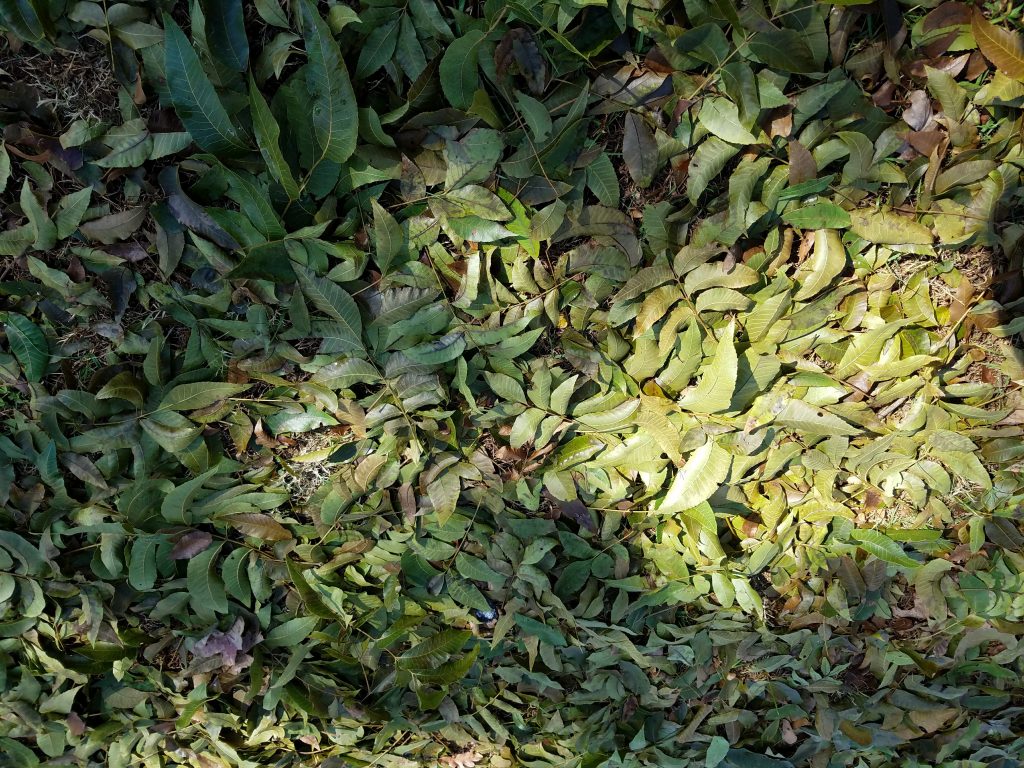 galaxy s7 edge green leaves on ground
