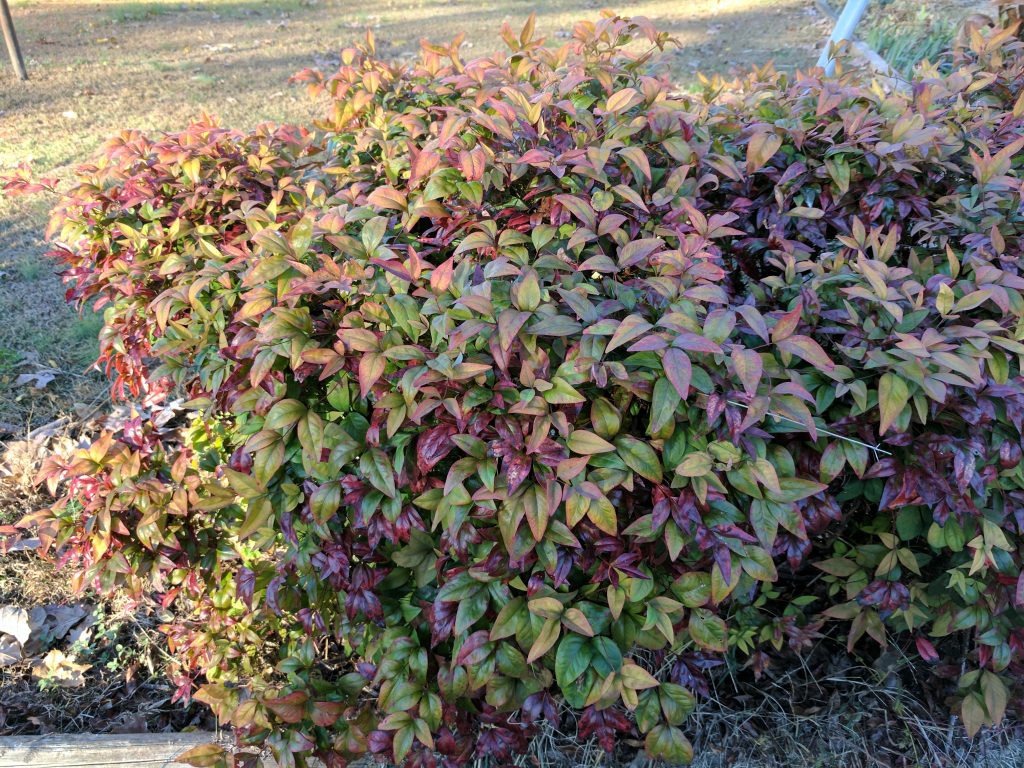 Pixel XL green red pink bush