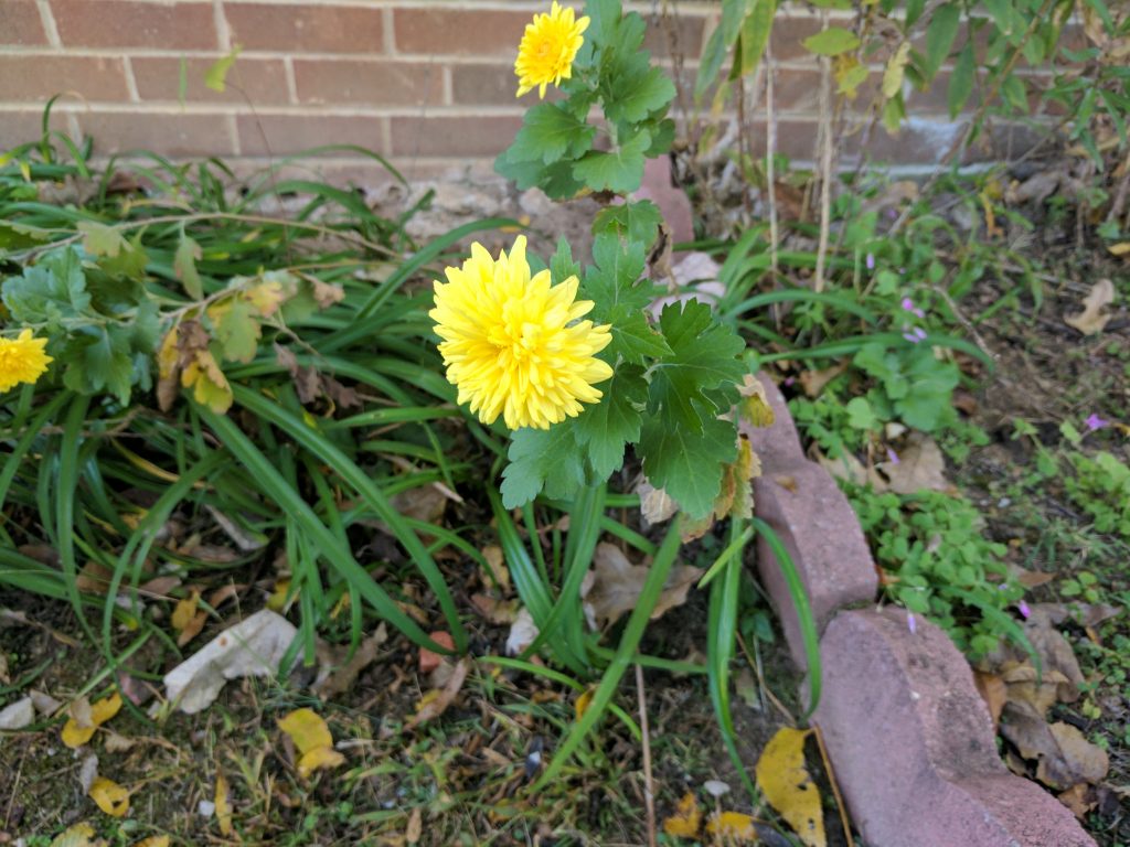 Pixel XL yellow flower