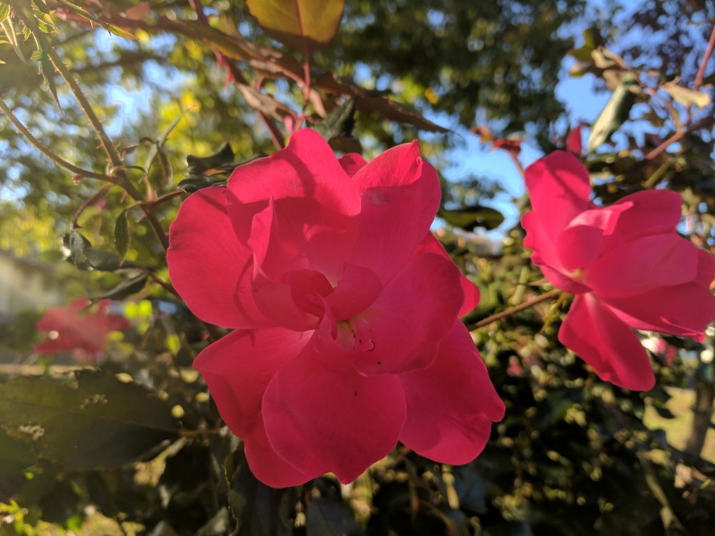 Pixel XL pink rose