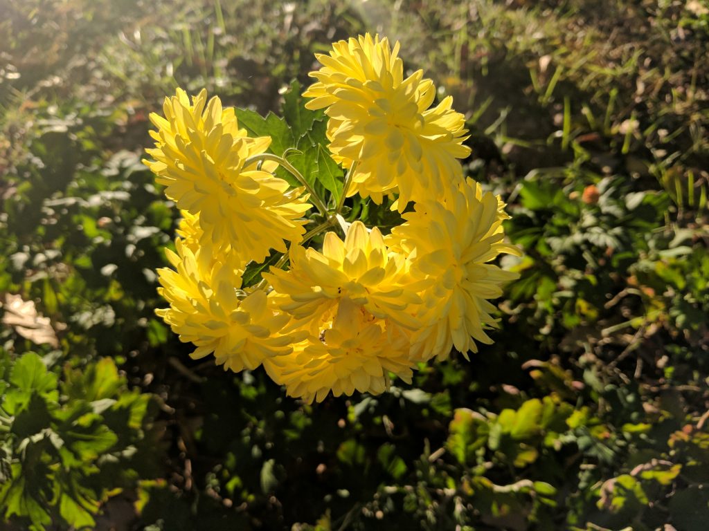 Pixel XL yellow flower in sun streak