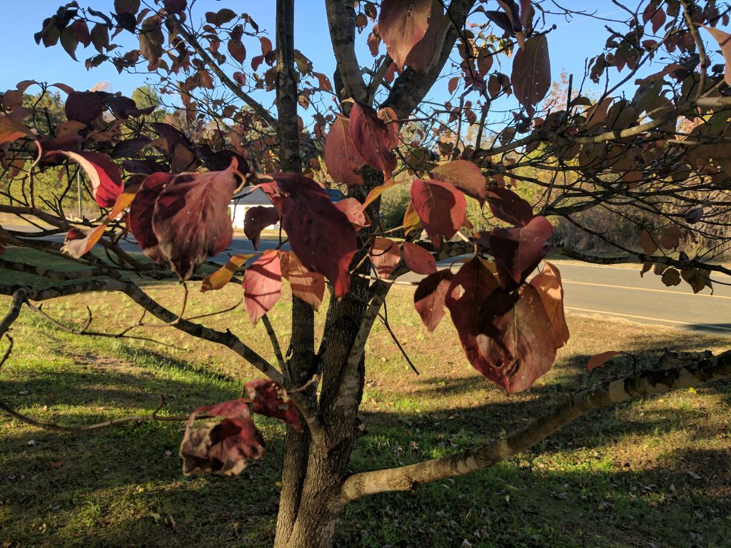 pixel xl fall leaves photoshop sky