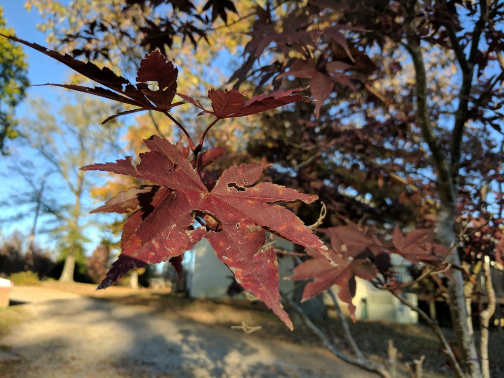 pixel xl maple leaf