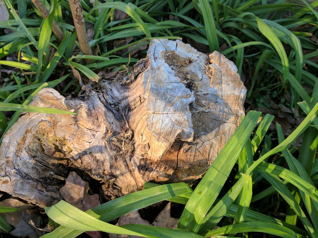 Pixel XL tree stump vs. S7 edge