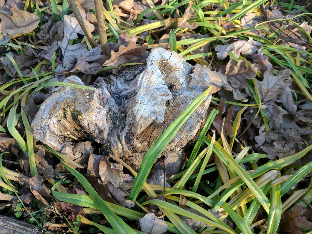 Google Pixel XL tree stump