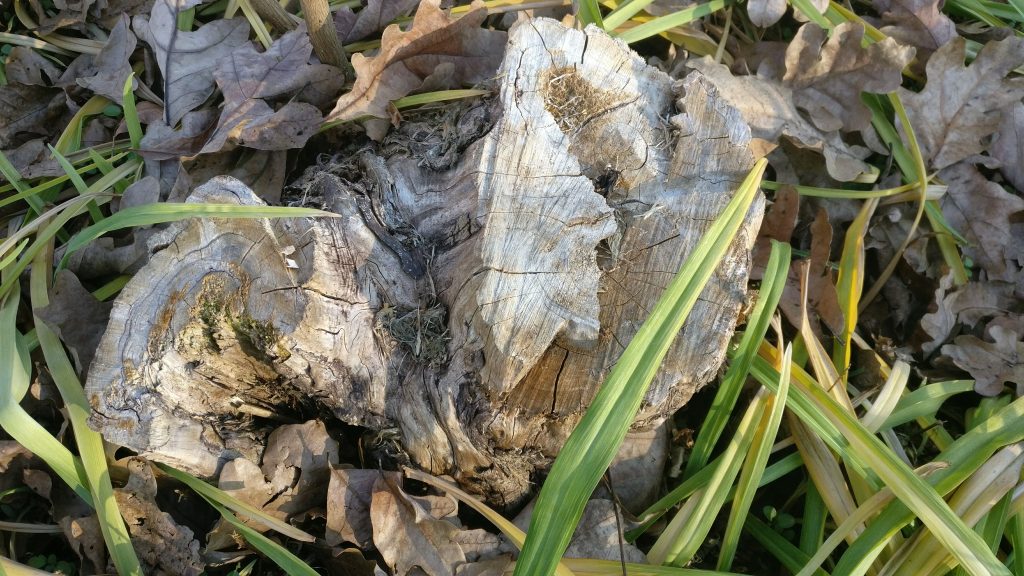 OnePlus 3 tree stump
