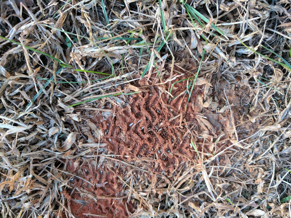 Google Pixel XL dirt photo