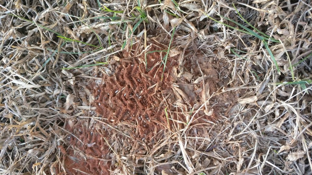 OnePlus 3 dirt photo
