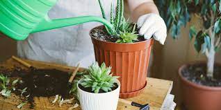 plant care